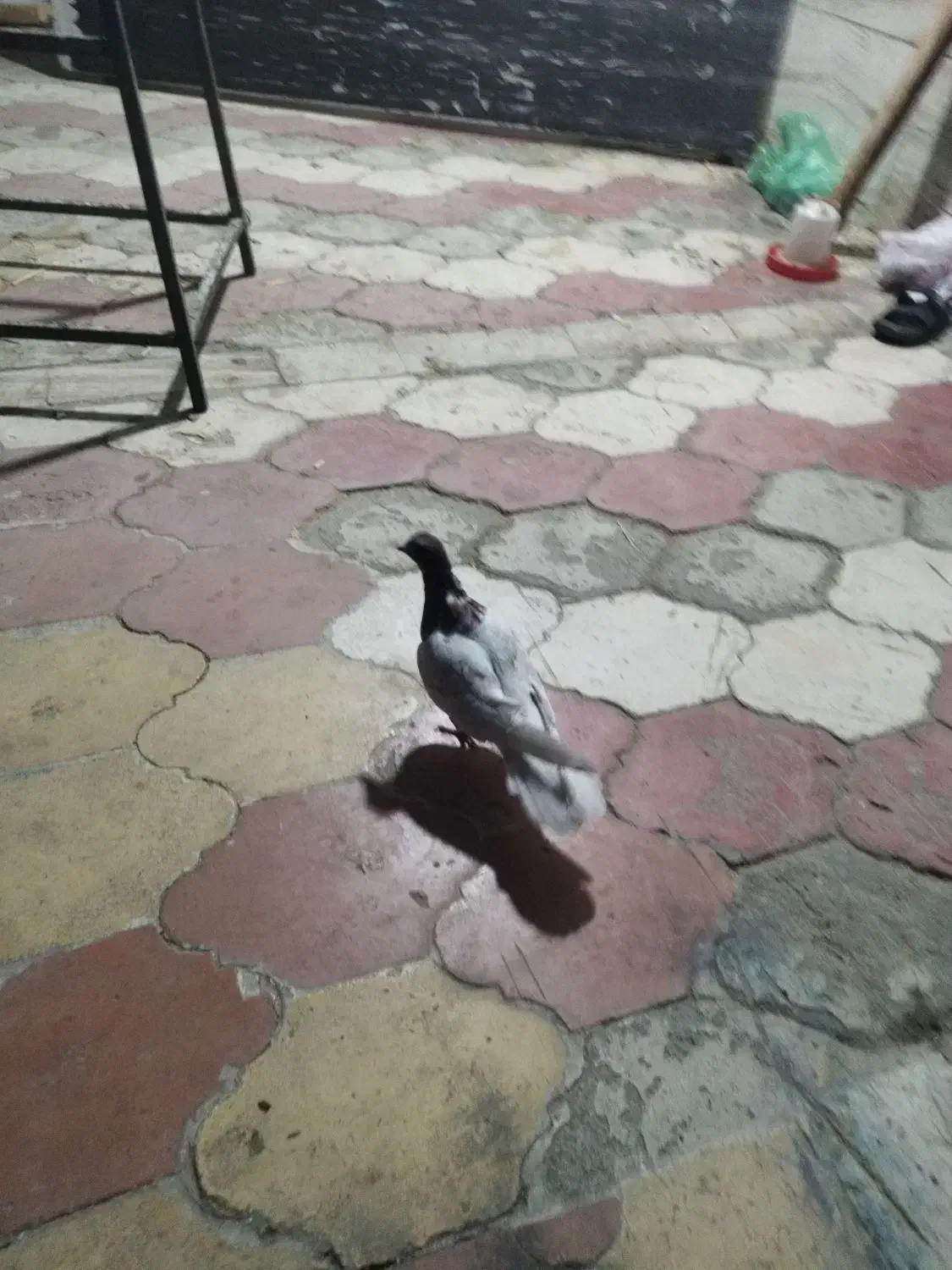 کبوتر کله سخ|پرنده|شیراز, میانرود|دیوار