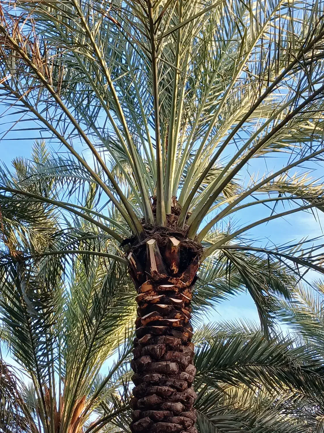 باغبانی|خدمات باغبانی و درختکاری|بندر ماهشهر, |دیوار