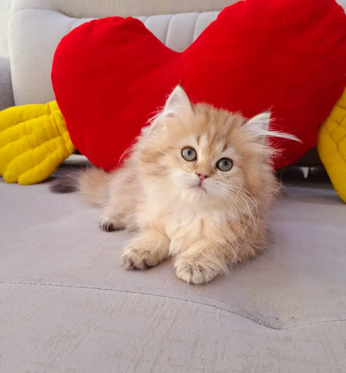 فروشگاه گربه های اصیل ( پرشین بریتیش اسکاتیش )|گربه|مشهد, سجاد شهر|دیوار