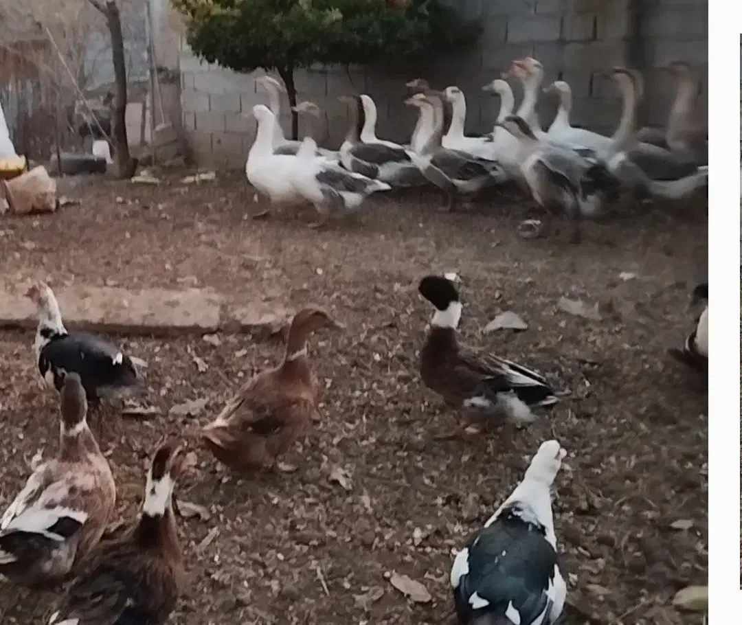 فروش قاز|حیوانات مزرعه|پارس‌آباد, |دیوار