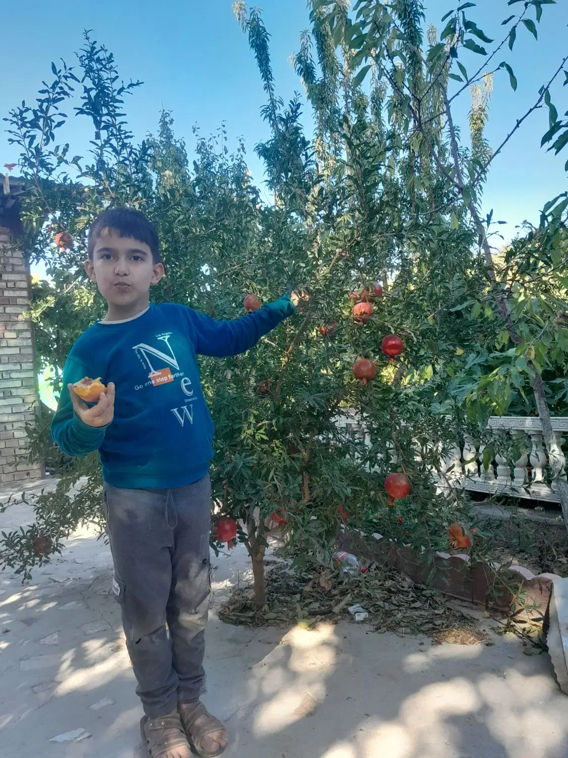 نهالستان اطمینان(محجوب)|خدمات باغبانی و درختکاری|تبریز, |دیوار