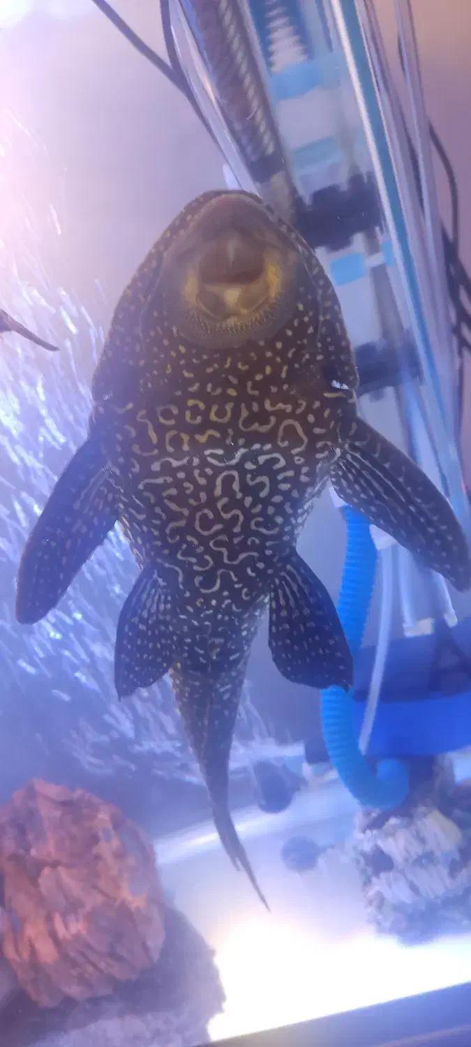 کت فیش لجن خوار اسپرت|ماهی|شیراز, پودنک|دیوار