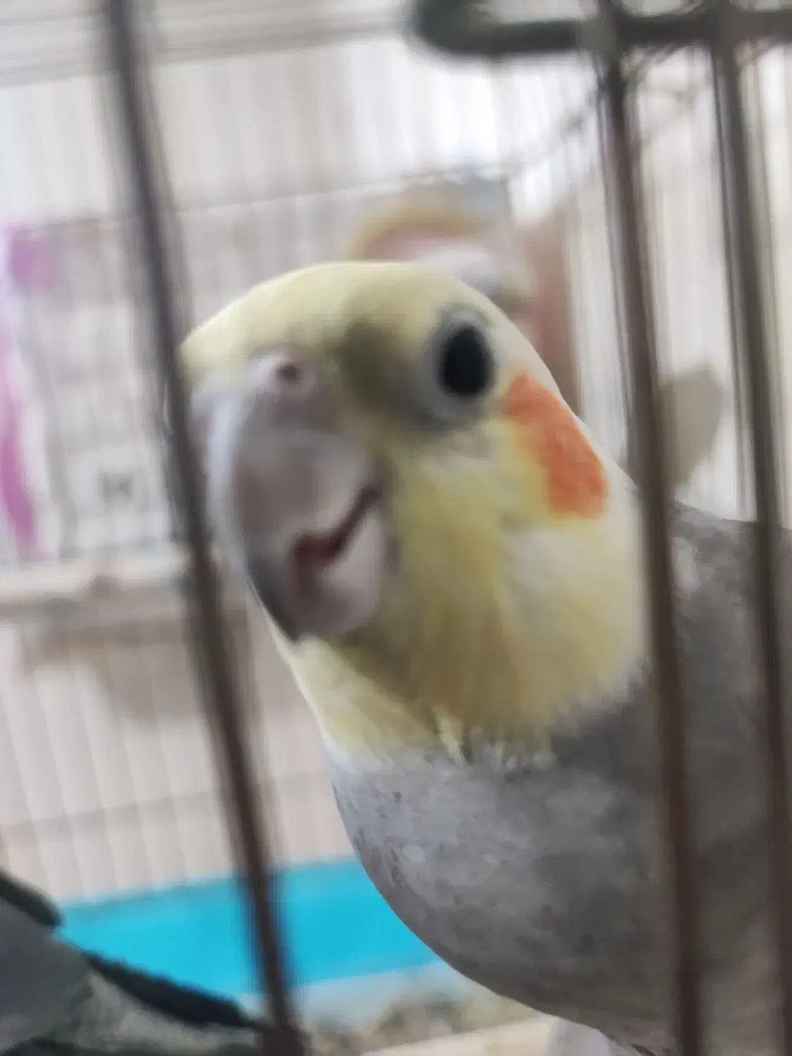 عروس هلندی با جوجه|پرنده|دورود, |دیوار