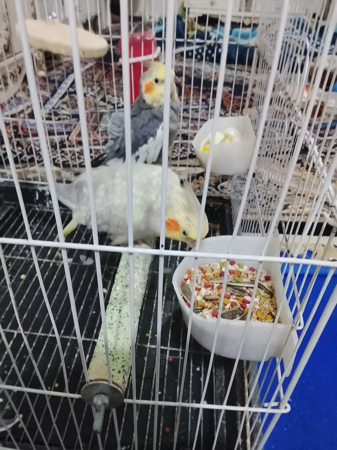 پرنده  عروس هلندی مولد|پرنده|ساوه, |دیوار