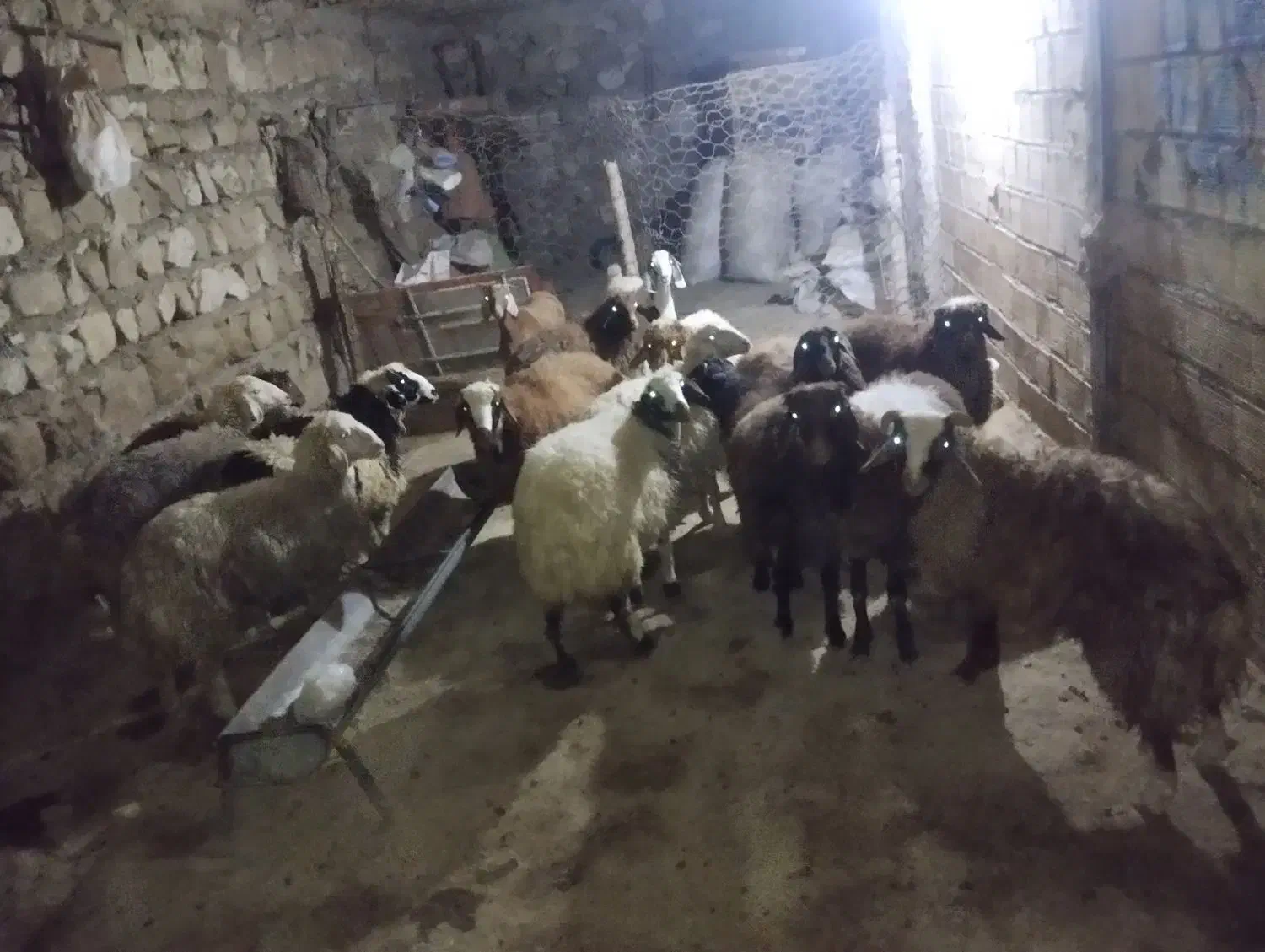 بره14|حیوانات مزرعه|کوهدشت, |دیوار