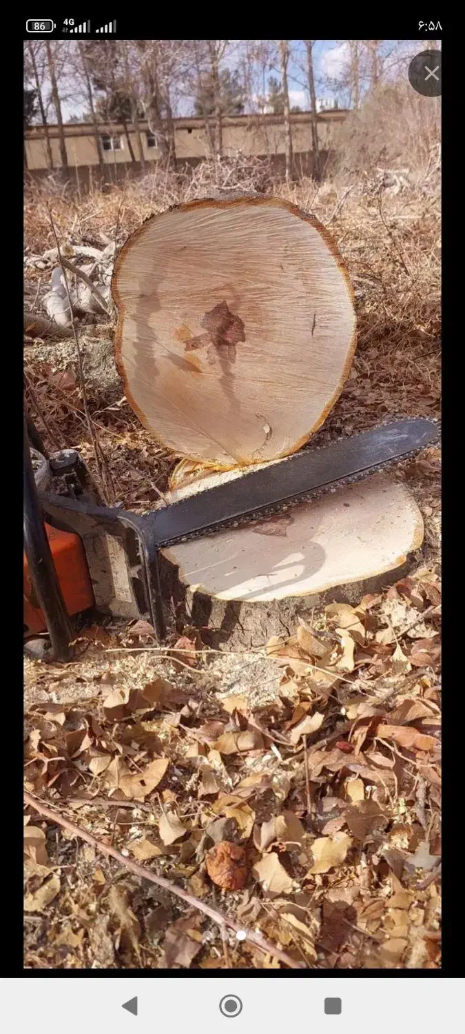 خرید انواع چوب کلی و جزئی به بالاترین قیمت|خدمات باغبانی و درختکاری|نیشابور, مازول|دیوار