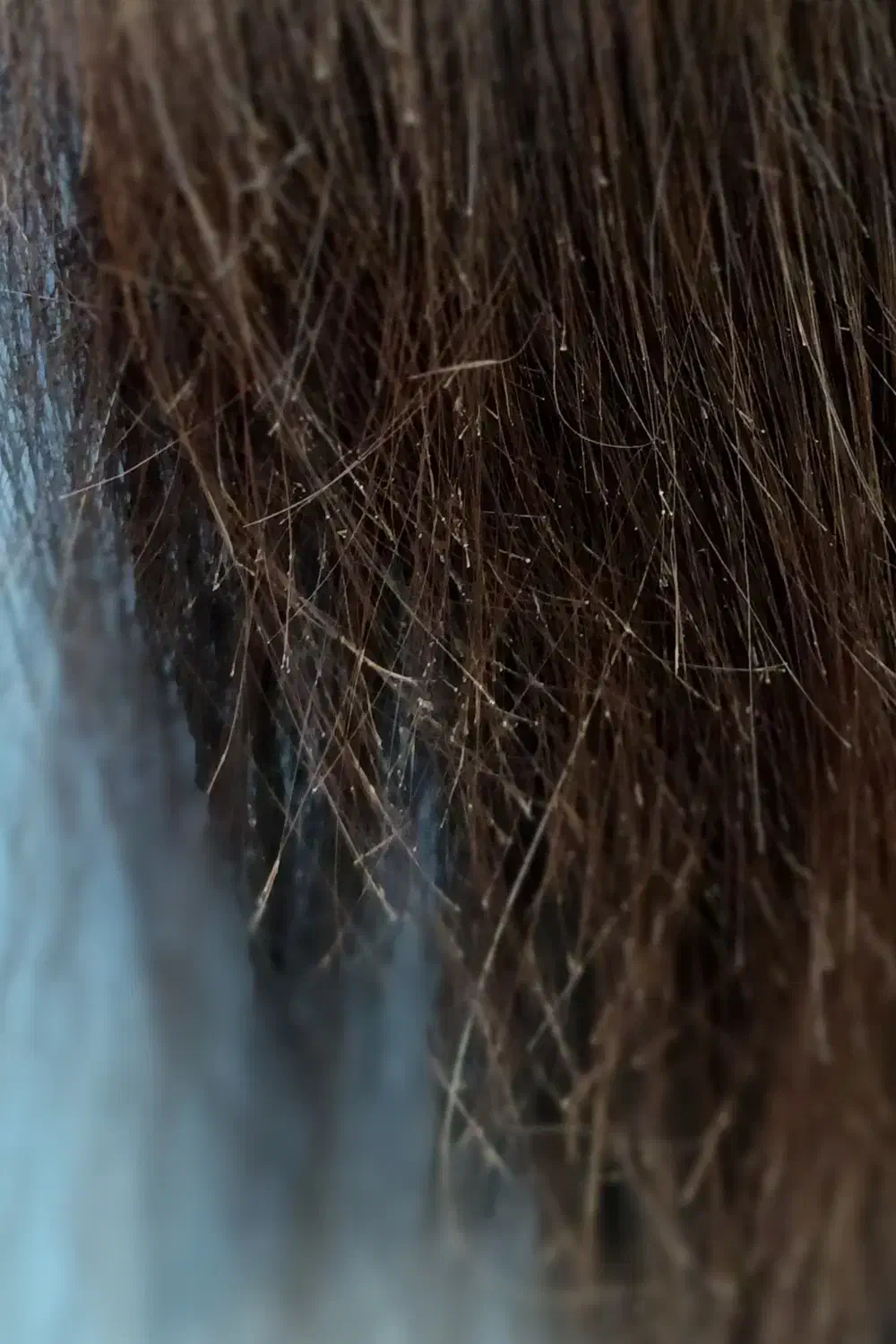 تخ.فیف موخوره گیری|خدمات آرایشگری و زیبایی|رشت, گلسار|دیوار