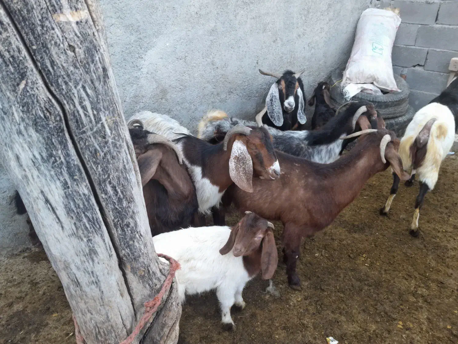 بز و گوسفند|حیوانات مزرعه|کرمانشاه, |دیوار