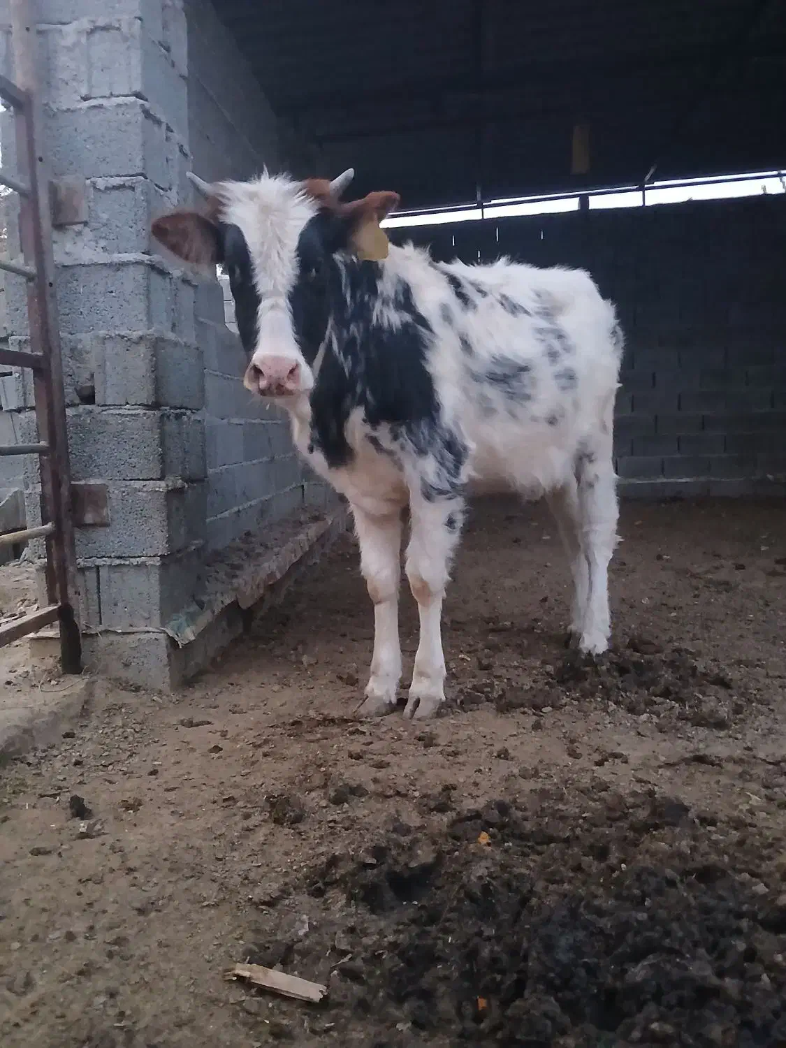 گوساله مهلی|حیوانات مزرعه|سیمین شهر, |دیوار