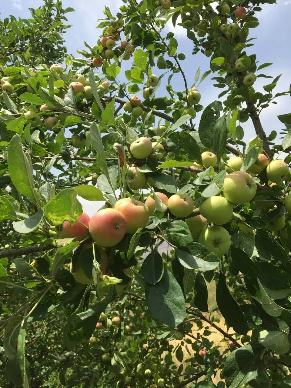 باغ دینور روستای کرج|فروش زمین و ملک کلنگی|دینور, |دیوار