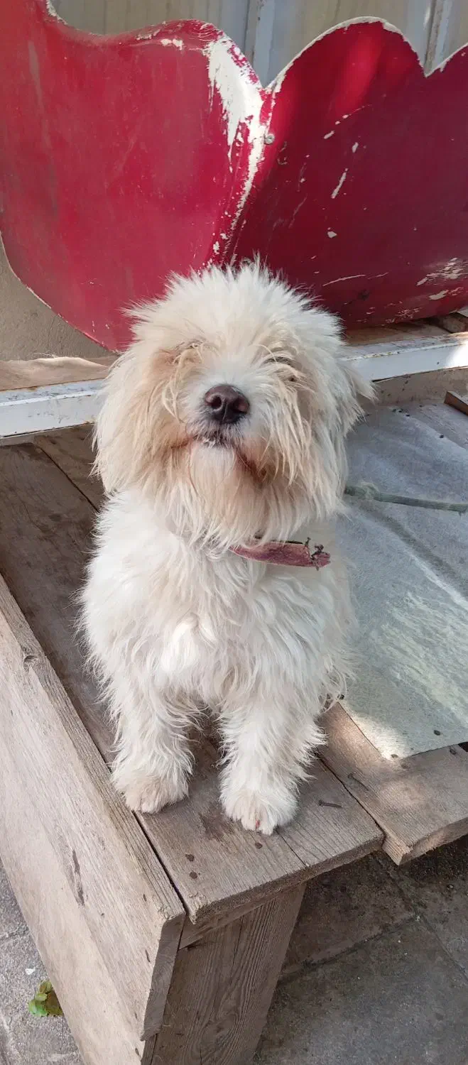 سگ شیتزو|سگ|رستمآباد, |دیوار