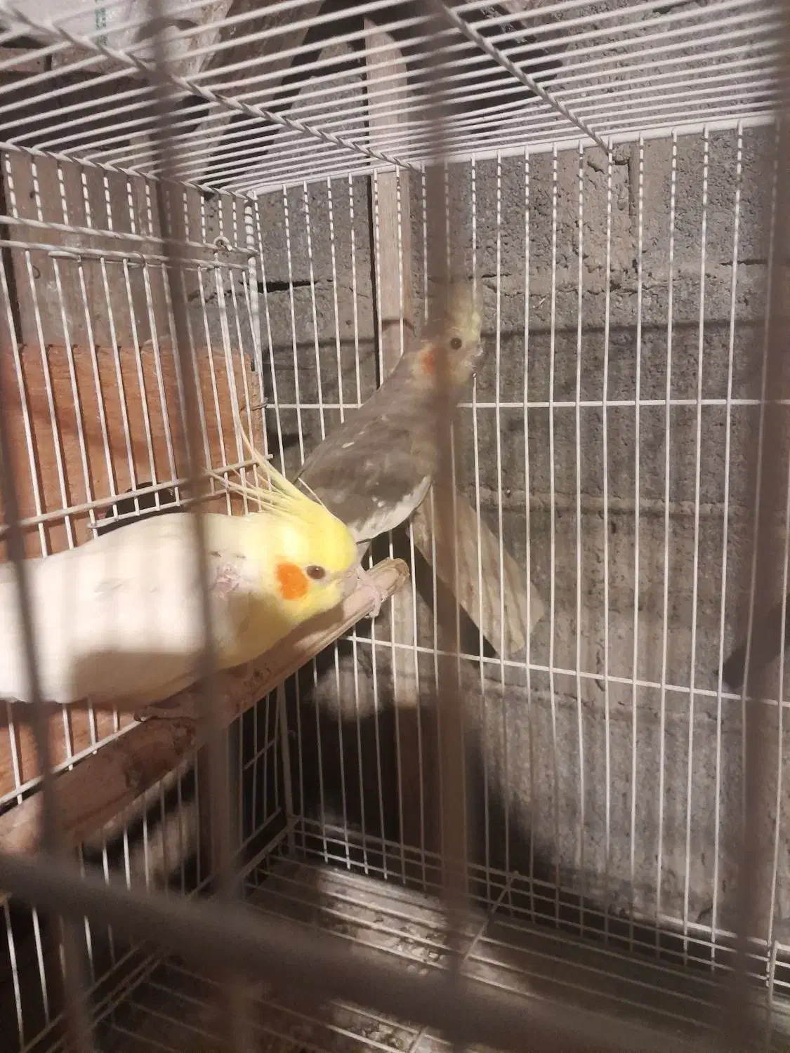 دجفت طوطی عروس لوتینو با جوجه ابلاغ.|پرنده|فریدونکنار, |دیوار