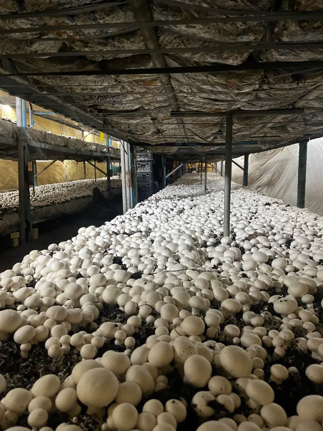 استخدام نیروی کار کارخانه پرورش قارچ|استخدام صنعتی، فنی، مهندسی|املش, |دیوار