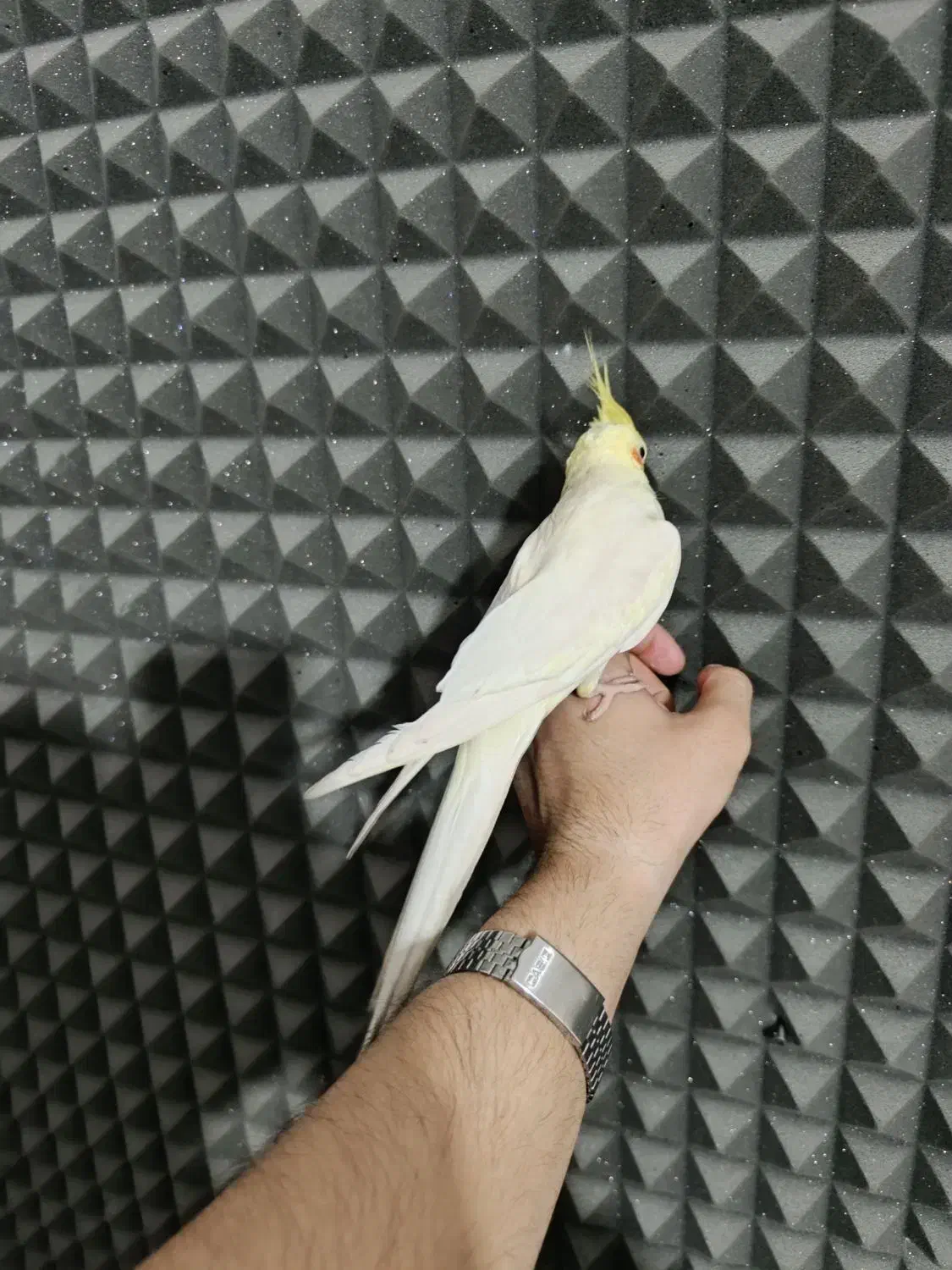 عروس هلندی نر|پرنده|جوانرود, |دیوار