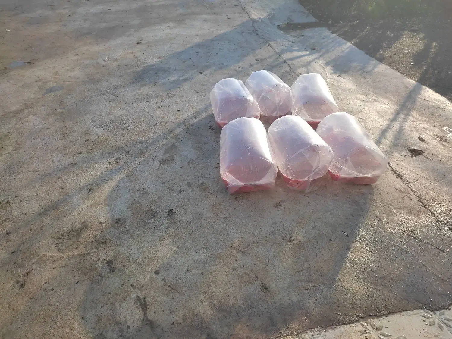 ماهی قرمز عید|ماهی|رامیان, |دیوار