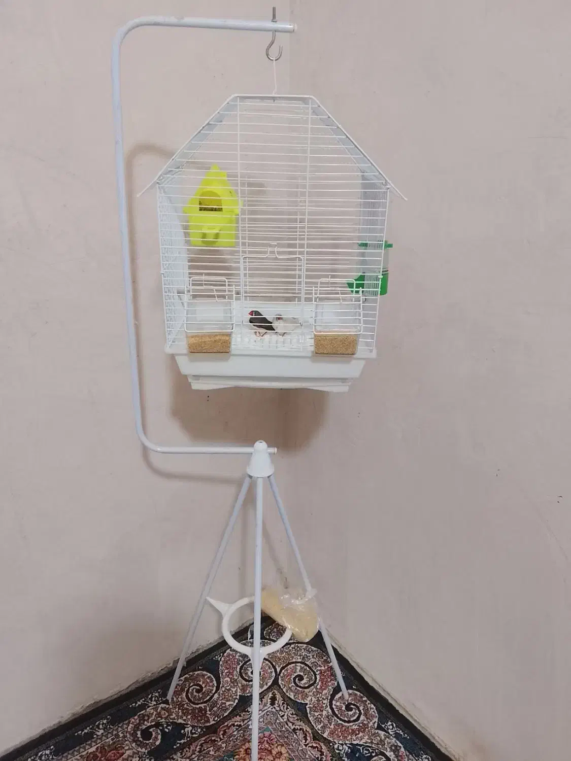 فنج مولد|پرنده|ارومیه, |دیوار