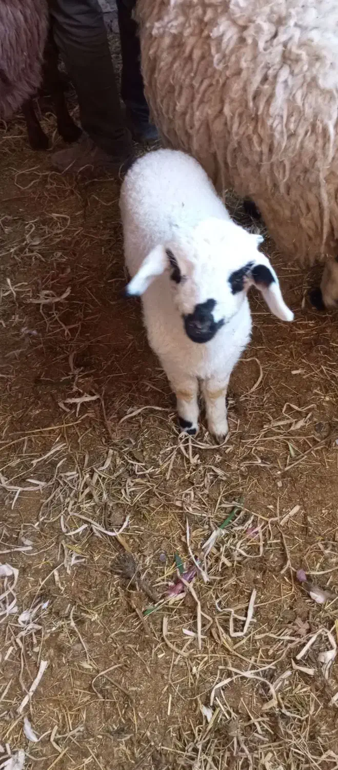 میش بره دوقلو زا با یک بره نر|حیوانات مزرعه|کرمان, |دیوار