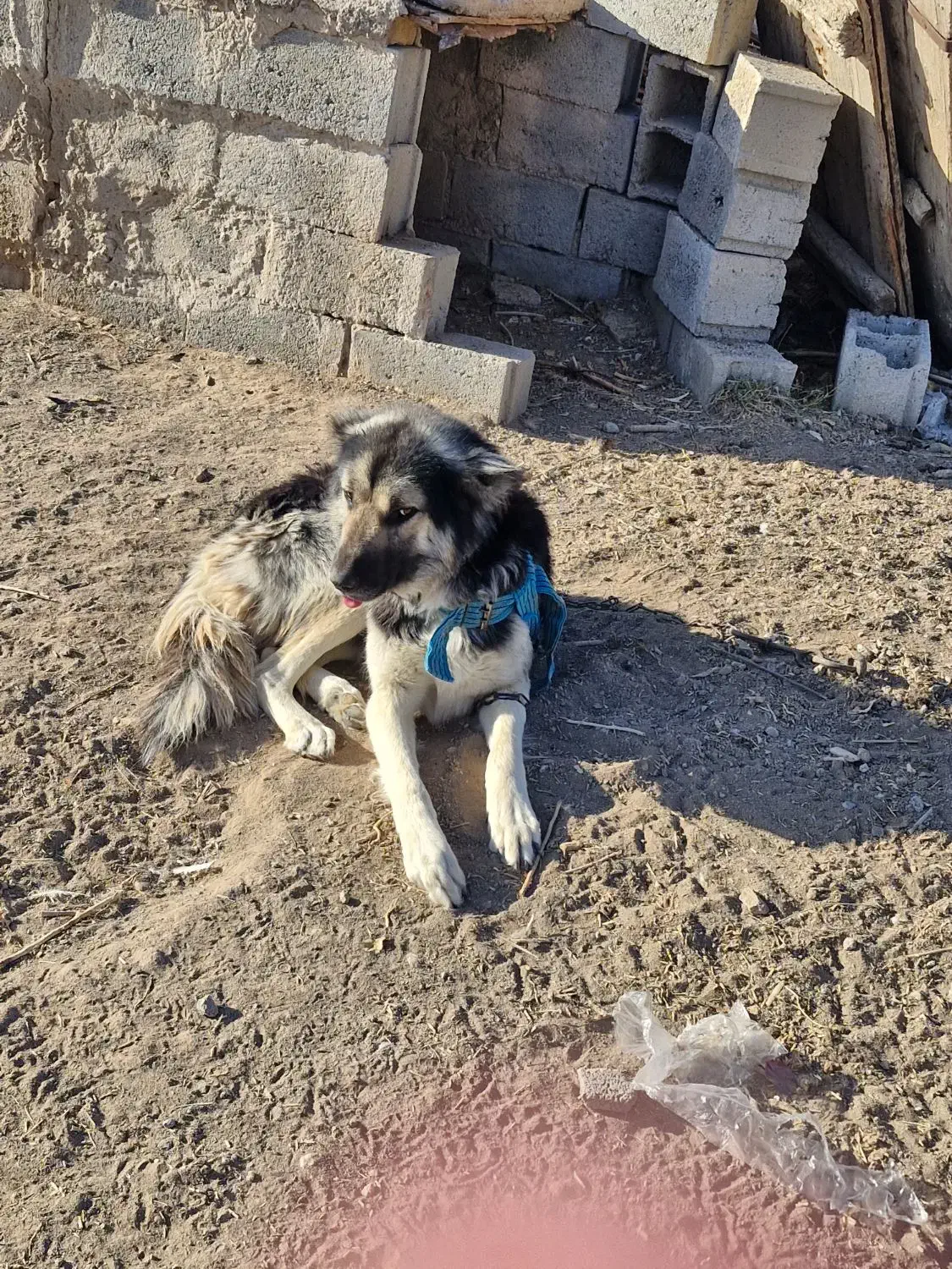 واگذاری رایگان سرابی|سگ|تیکمه داش, |دیوار