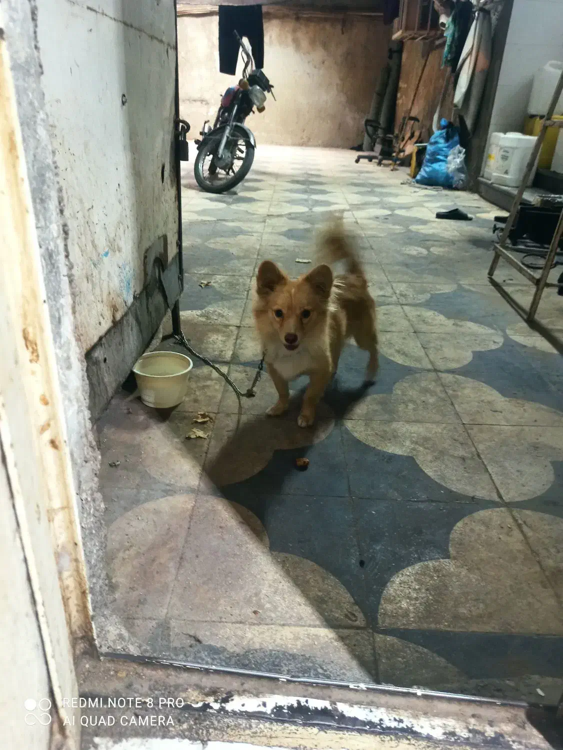 سگ پاکوتاه|سگ|برازجان, |دیوار