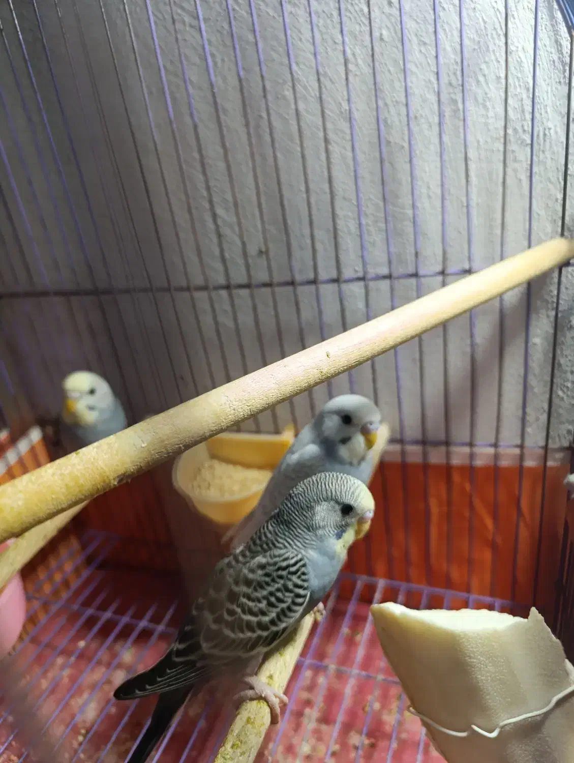 مرغ عشق|پرنده|قم, شهر قائم|دیوار