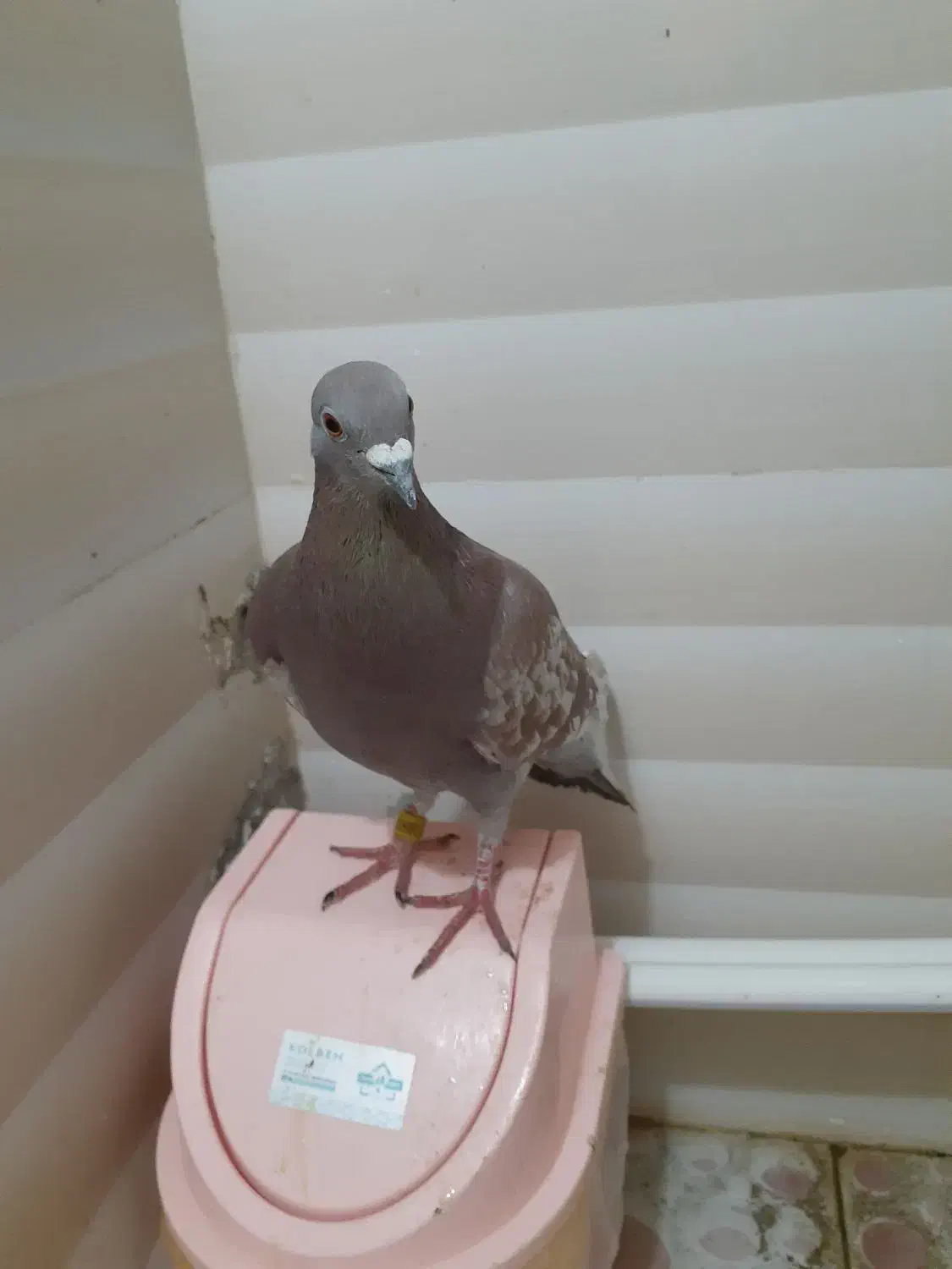 کفتر پلاکی|حیوانات|کامیاران, |دیوار