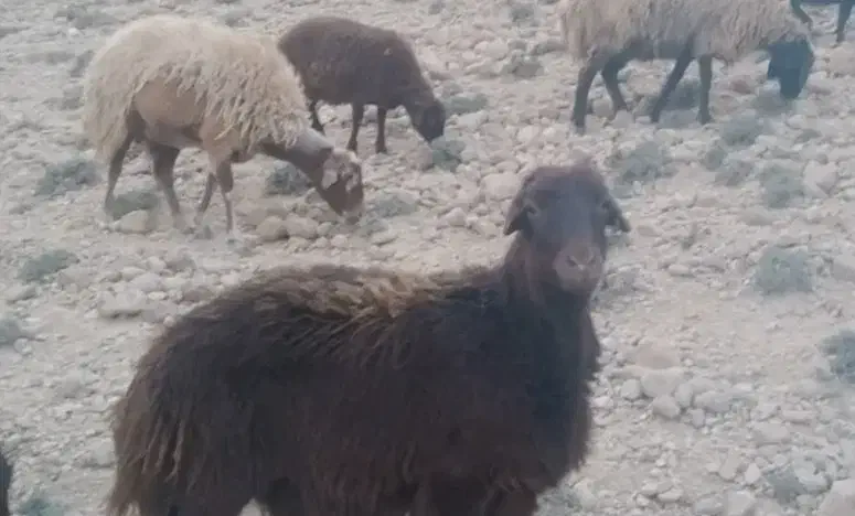 بره اورگانیک|حیوانات مزرعه|دامغان, |دیوار