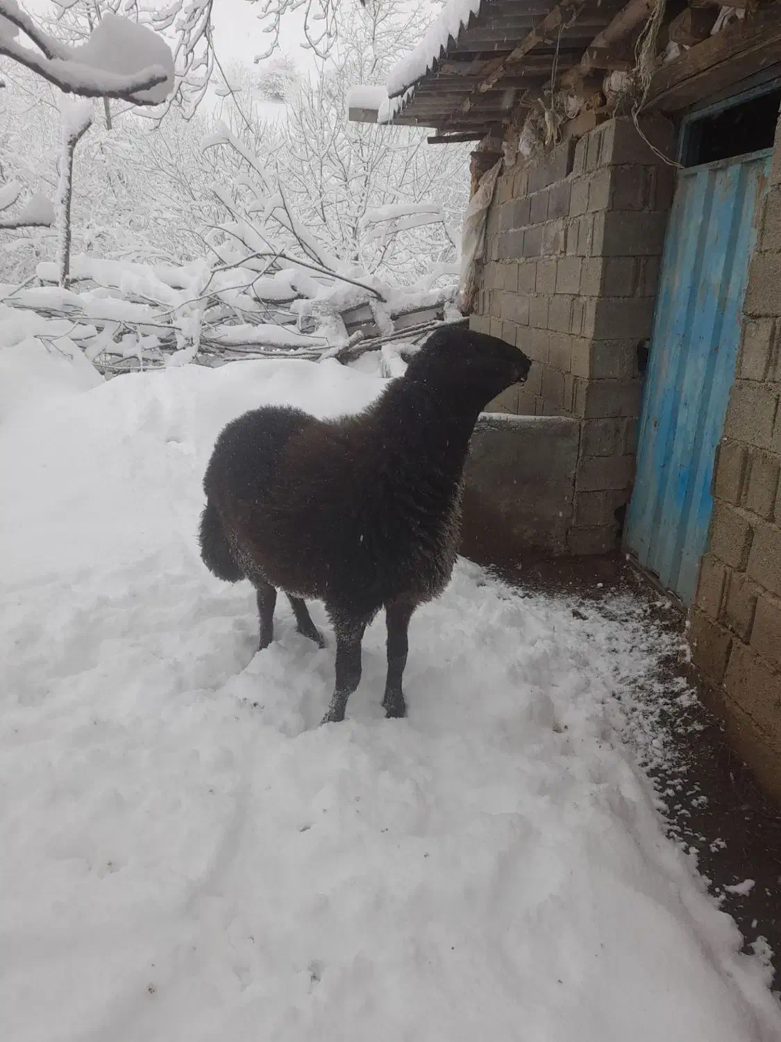 مصطفی لو|حیوانات مزرعه|مینودشت, |دیوار