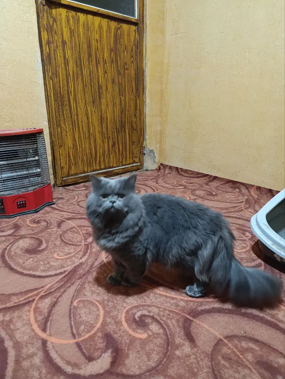 پرشین فلت|گربه|گنبد کاووس, |دیوار