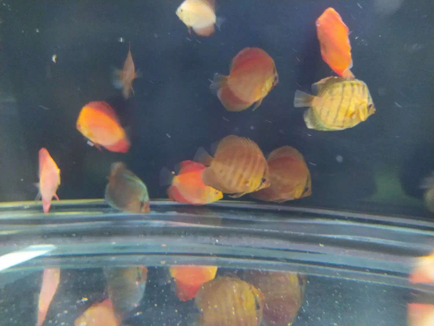 ماهی دیسکس 2اینچ|ماهی|زاهدان, |دیوار