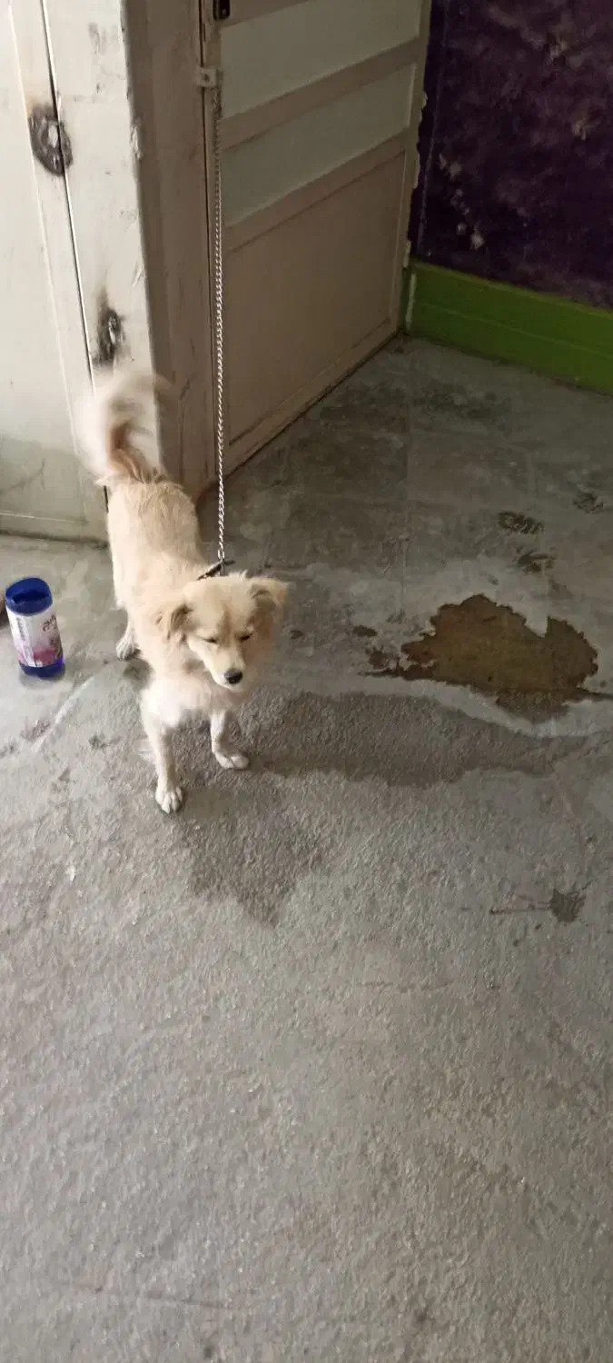 حیوان خانگی|سگ|جهرم, |دیوار