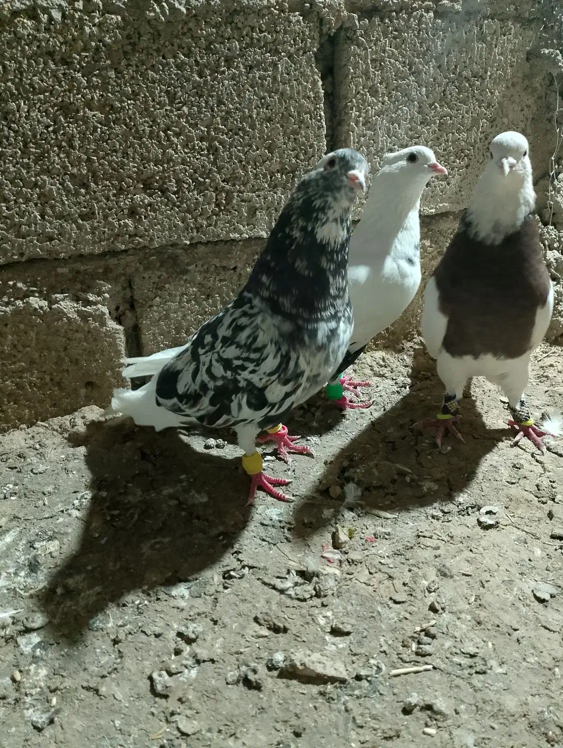 کبوتر رنگی|پرنده|شوشتر, |دیوار