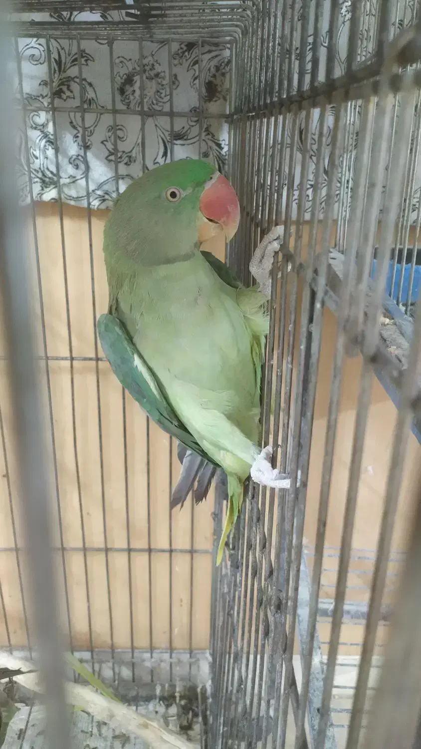 شاه طوطی مولد|پرنده|سمنان, |دیوار