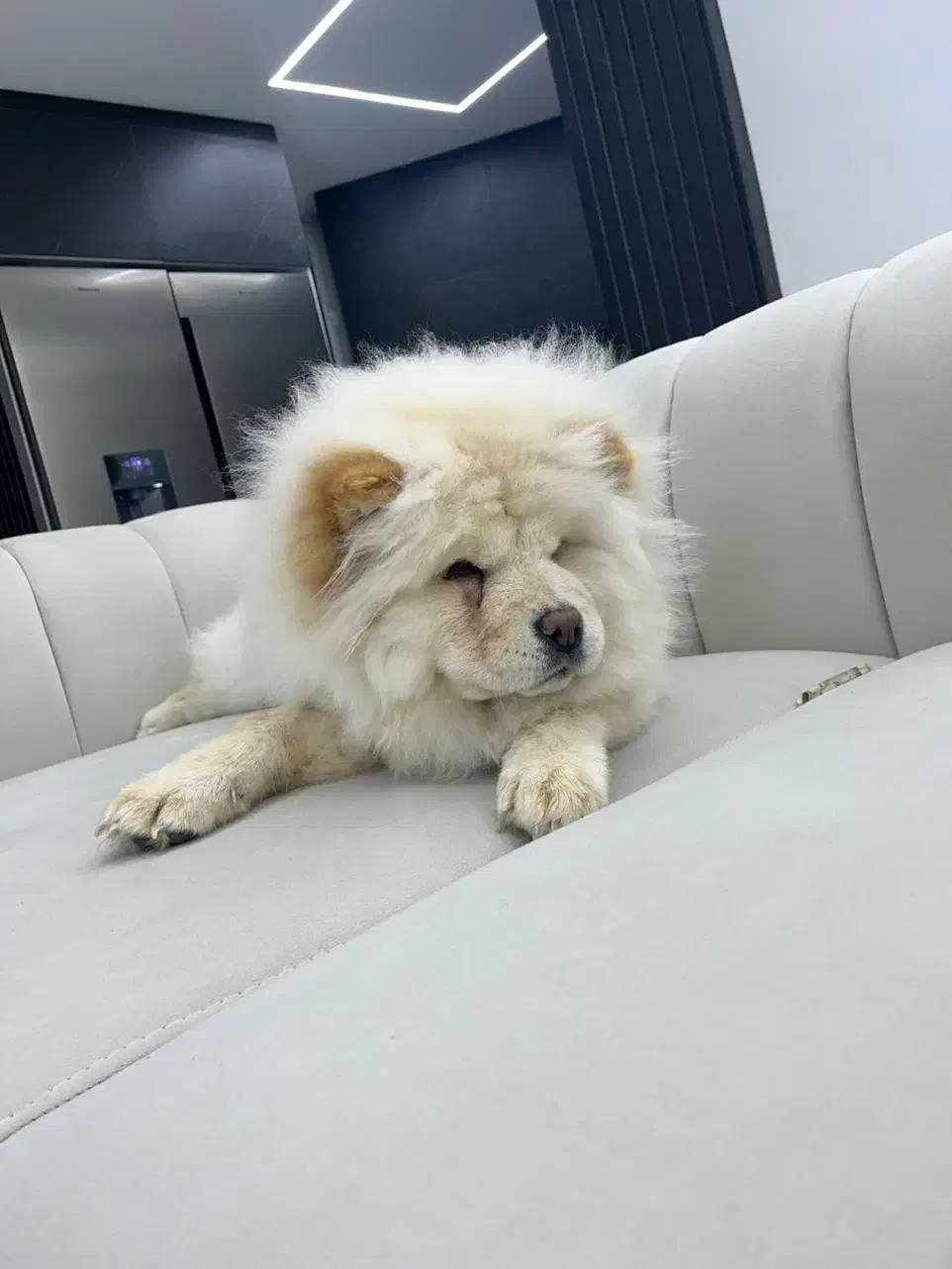 چاو چاو|سگ|فولادشهر, C6|دیوار