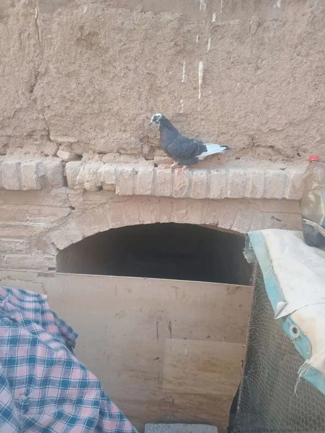 کبوتر  پرشی کبوتر گرو|پرنده|سمنان, |دیوار