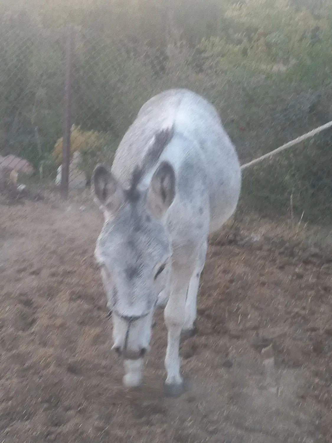 یه الاغ جوان|حیوانات مزرعه|کوهدشت, |دیوار