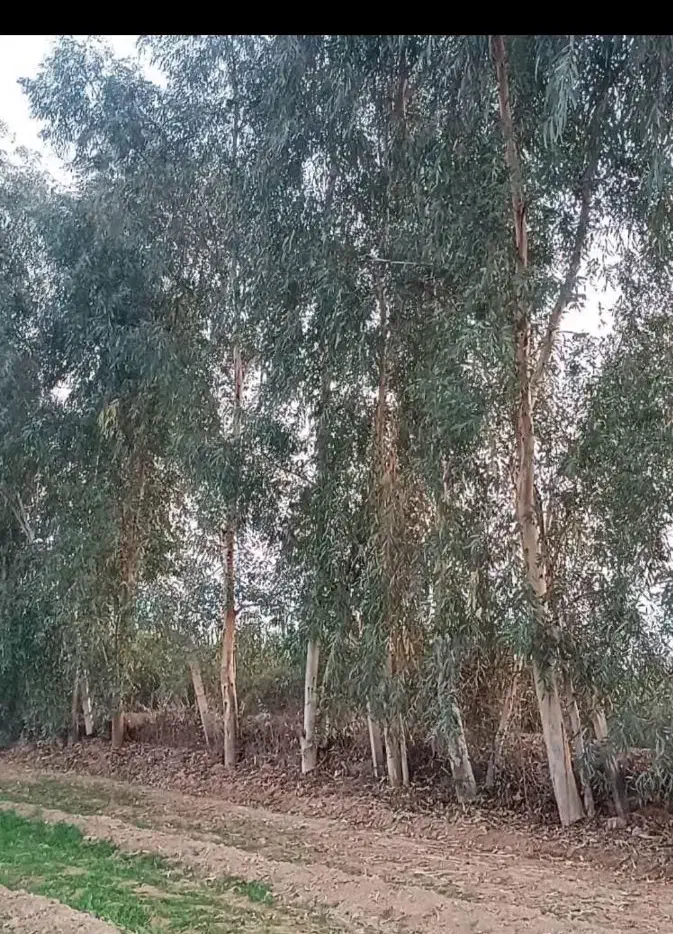 هرس . برش و خرید چوب انواع درخت.در رامشیر|خدمات باغبانی و درختکاری|رامشیر, |دیوار