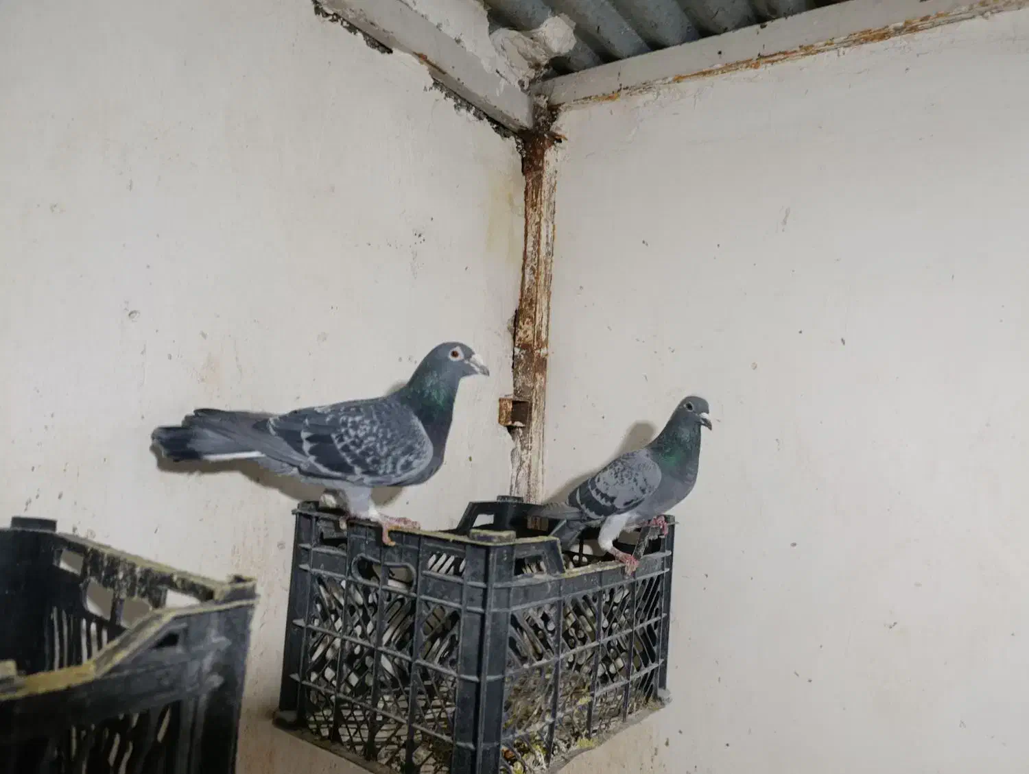 کبوتر جفتگاه رنگه کربلایی و آلمانی|پرنده|مشهد, ابوذر|دیوار