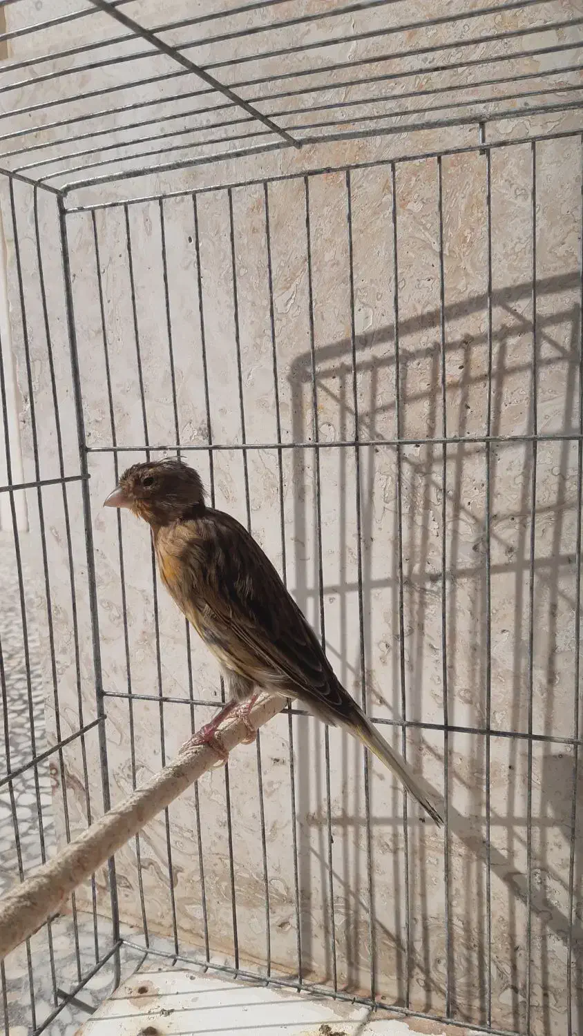 قناری ماده|پرنده|مرودشت, فاز اول شهرک فرهنگیان|دیوار