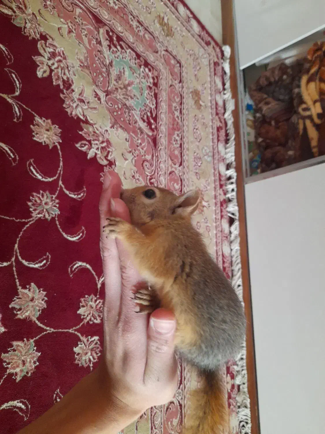 گربه|موش و خرگوش|تبریز, |دیوار