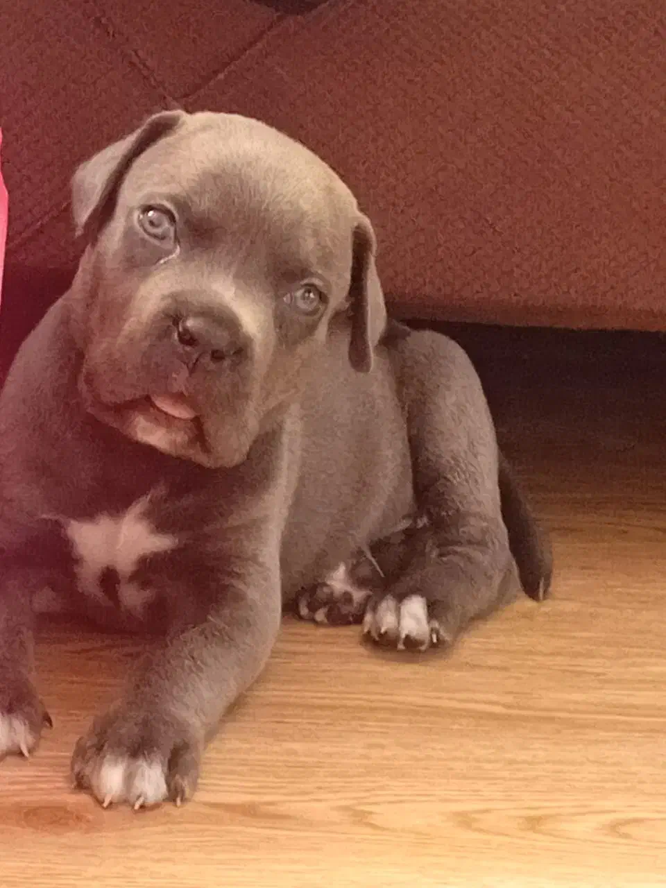 توله کن کورسو بلو|سگ|شهریار, شهریار|دیوار