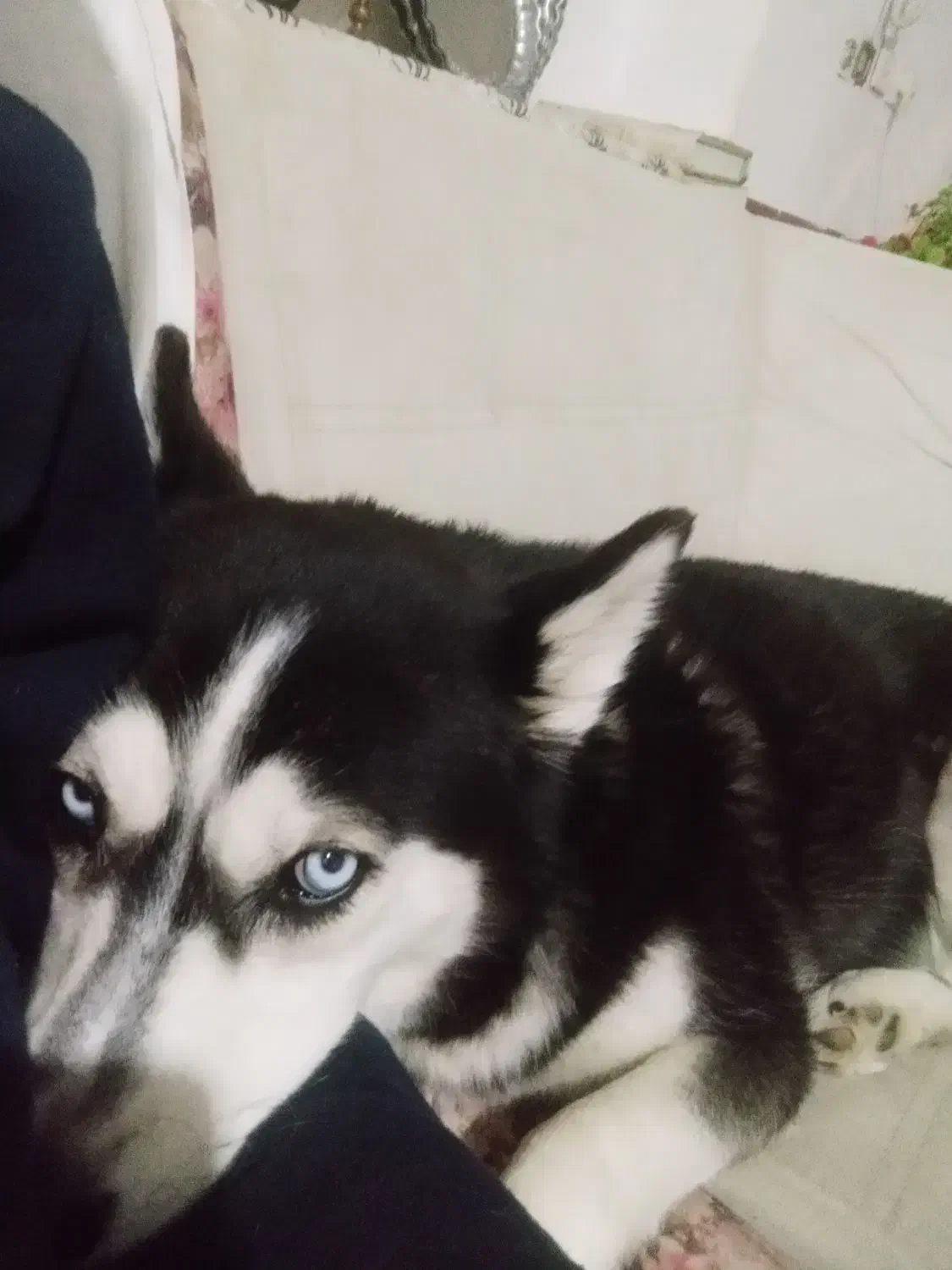 هاسکی ماده یکساله با چشمهای یخی و واکسینه|سگ|خرمآباد, |دیوار