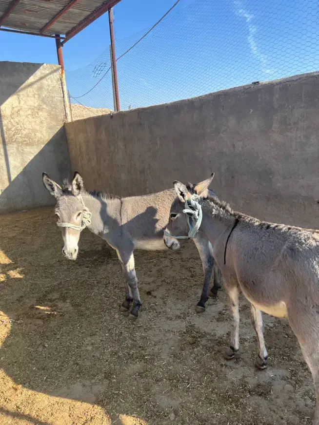 کره خر نر و ماده|حیوانات مزرعه|مسجد سلیمان, |دیوار