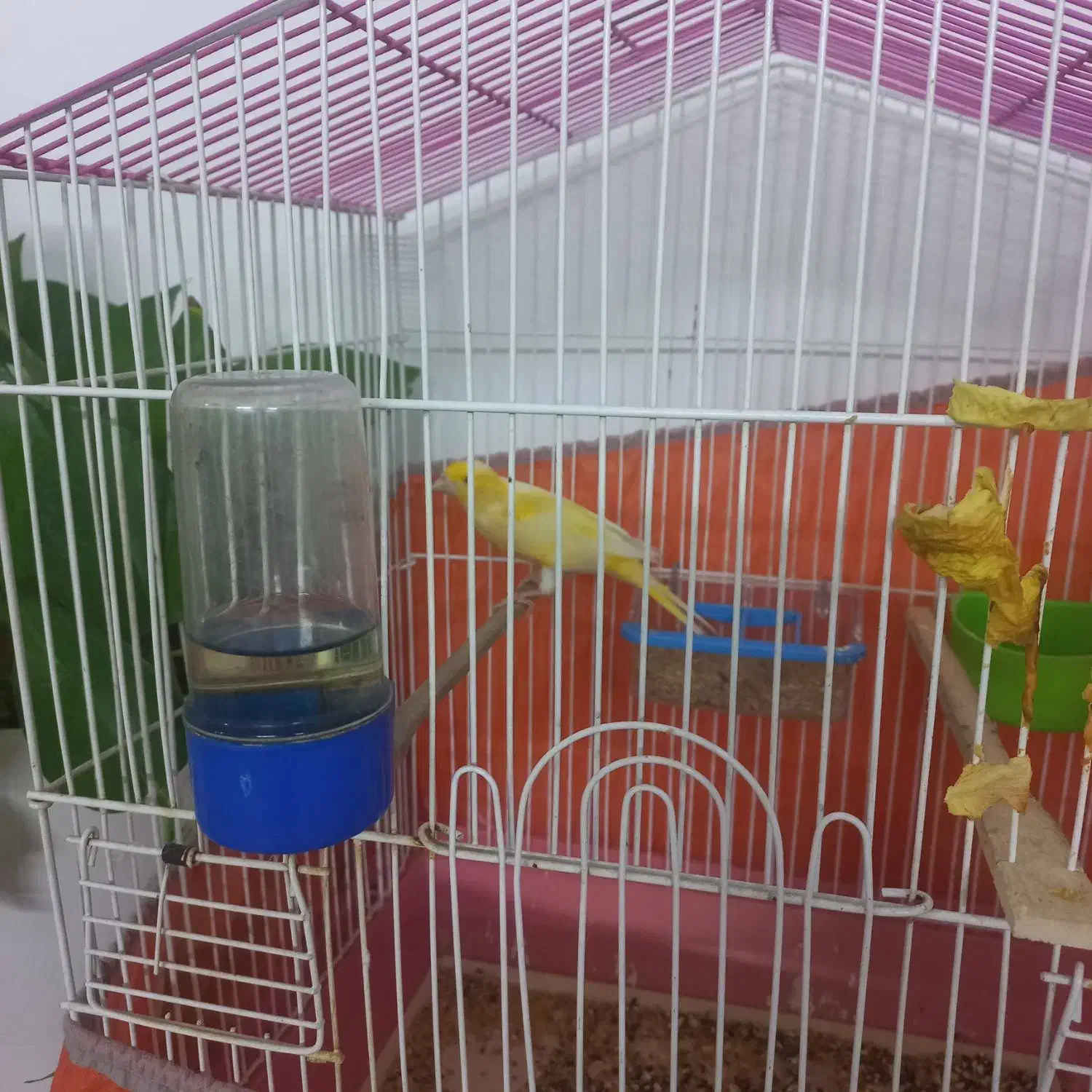 قناری نر|پرنده|نسیم‌شهر, |دیوار