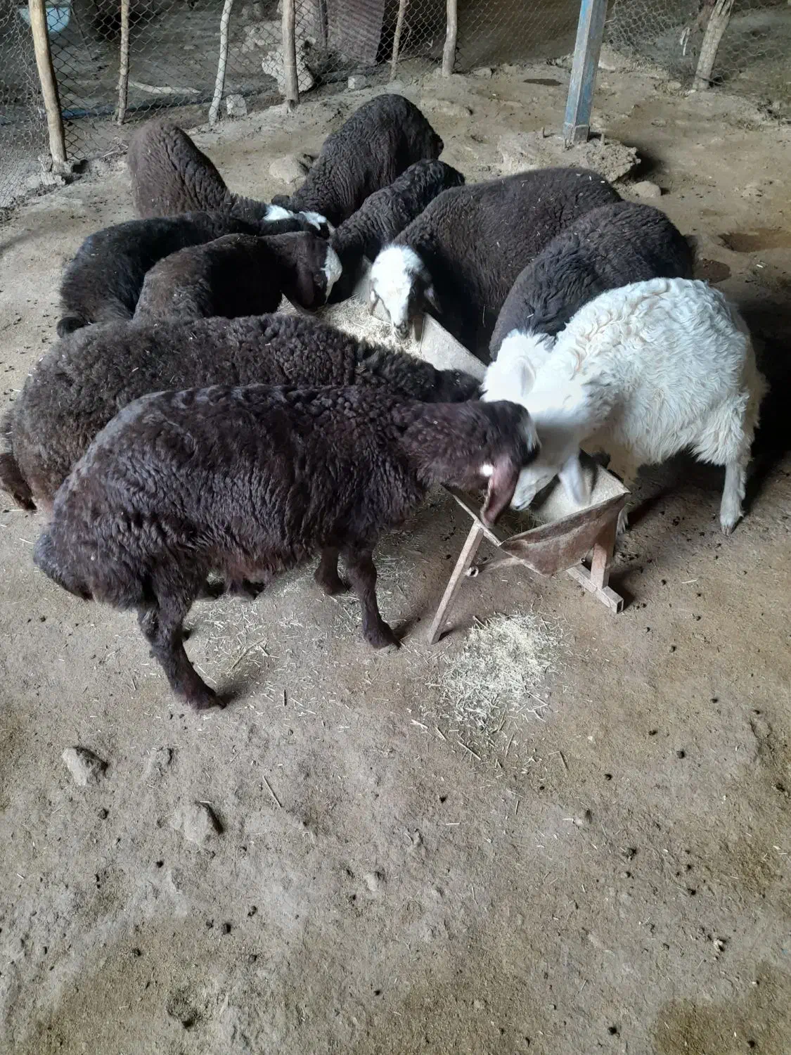 ۱۰ عدد میش بره مهربانی ۶ عدد شک ۴ عدد میش جوان|حیوانات مزرعه|کوهدشت, |دیوار