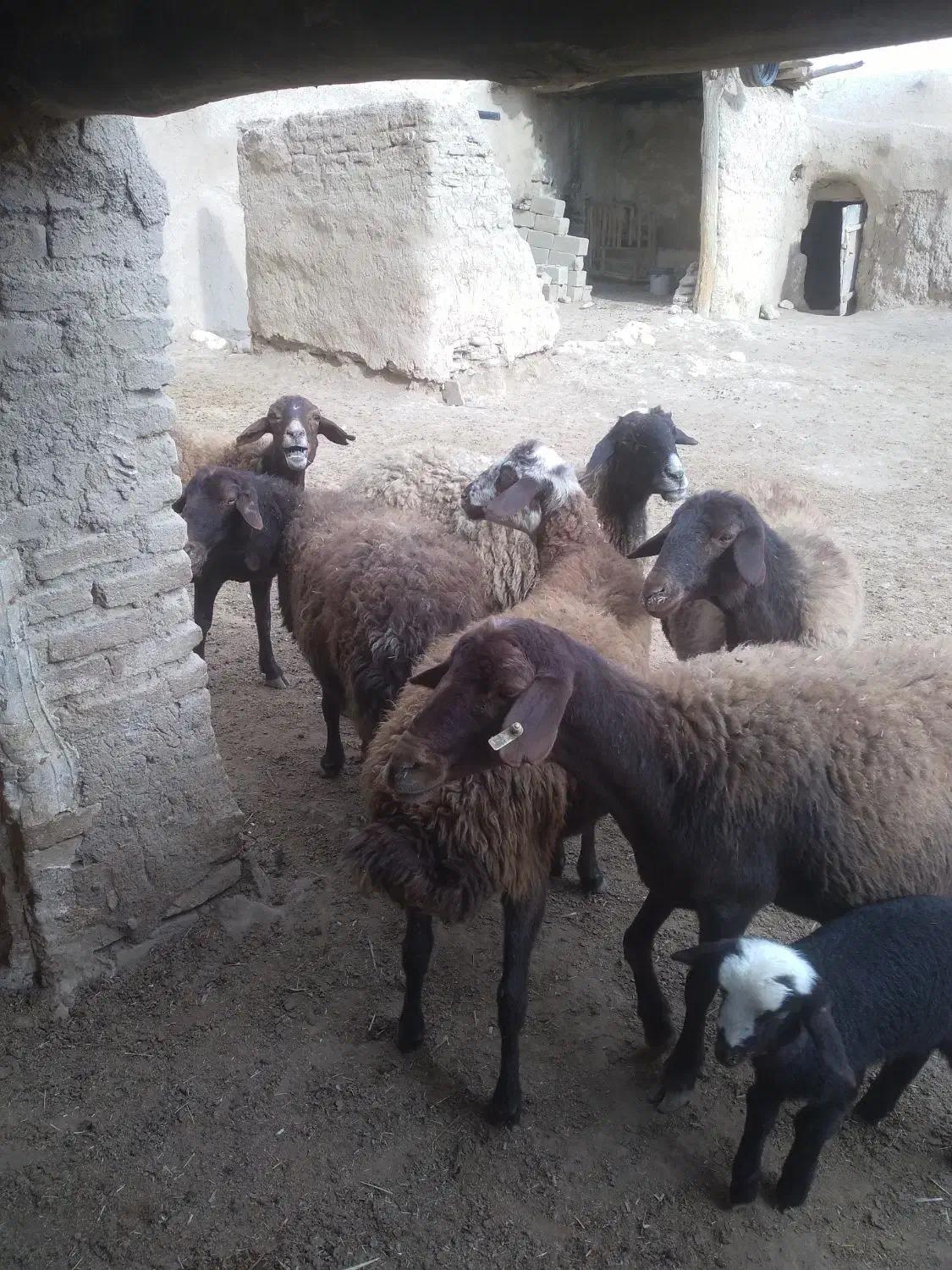 ۲۴۰۰۰۰۰۰|حیوانات مزرعه|پیشخور, |دیوار