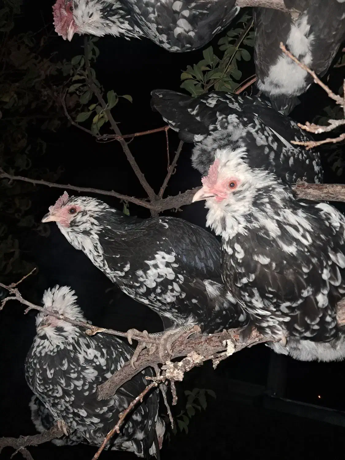 تخم مرغ گلین|حیوانات مزرعه|جونقان, |دیوار