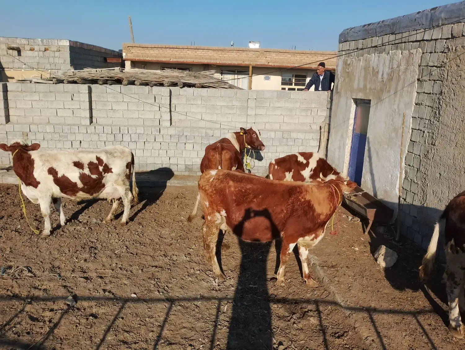 فروش گاو|حیوانات مزرعه|محمدیار, |دیوار