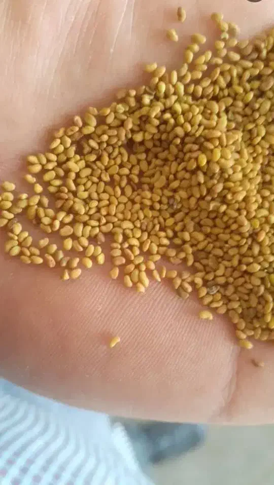 بذر یونجه|حراج|مرودشت, بیست متری بیمارستان|دیوار