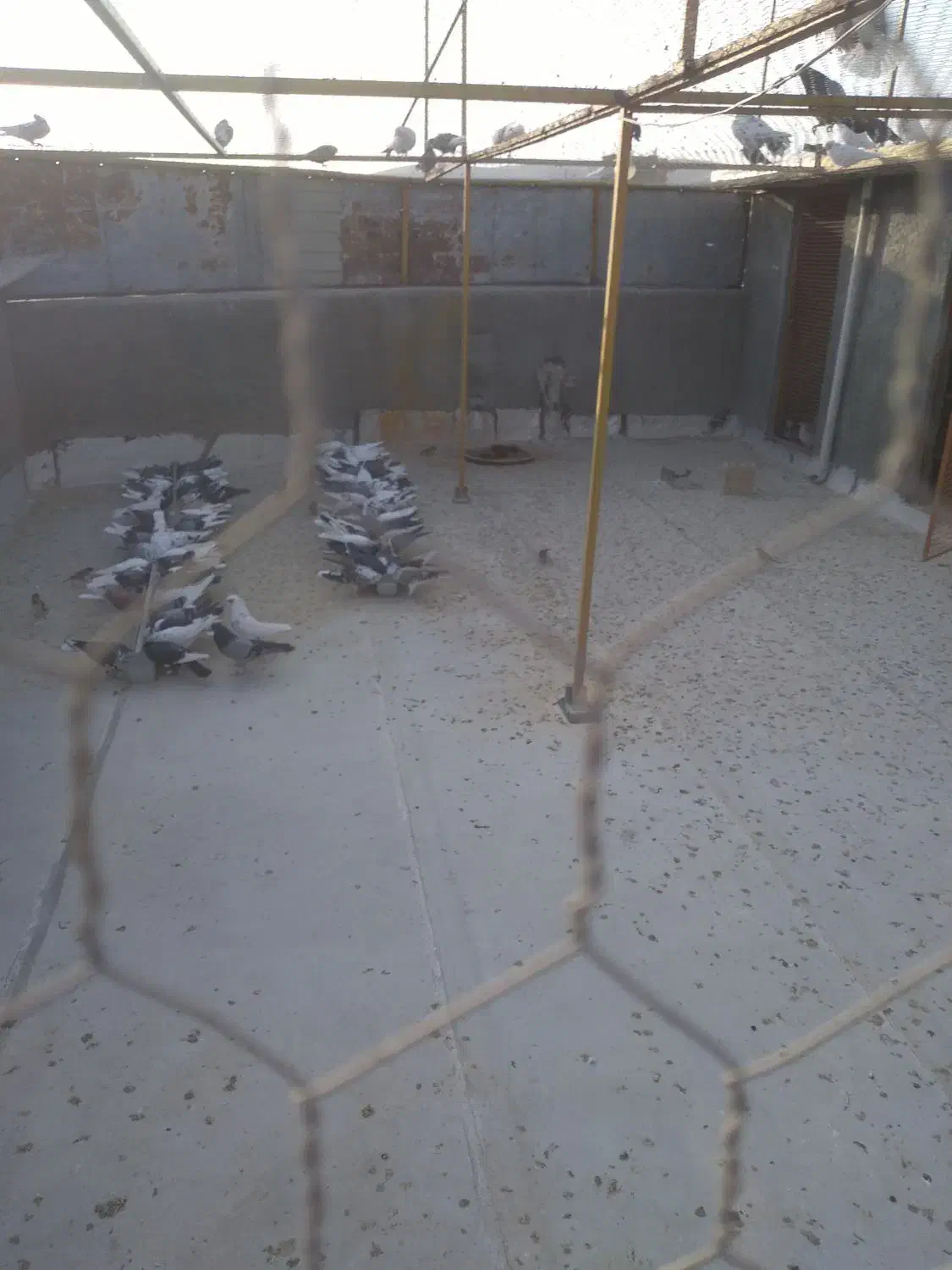 فروش فوری کبوتر تهرانی به صورت تکی و عمده|پرنده|نهاوند, |دیوار
