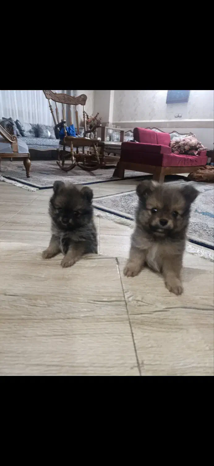 پامرچشم روباهی نر فروشی/لوکیشن عظیمیه|سگ|کرج, عظیمیه|دیوار